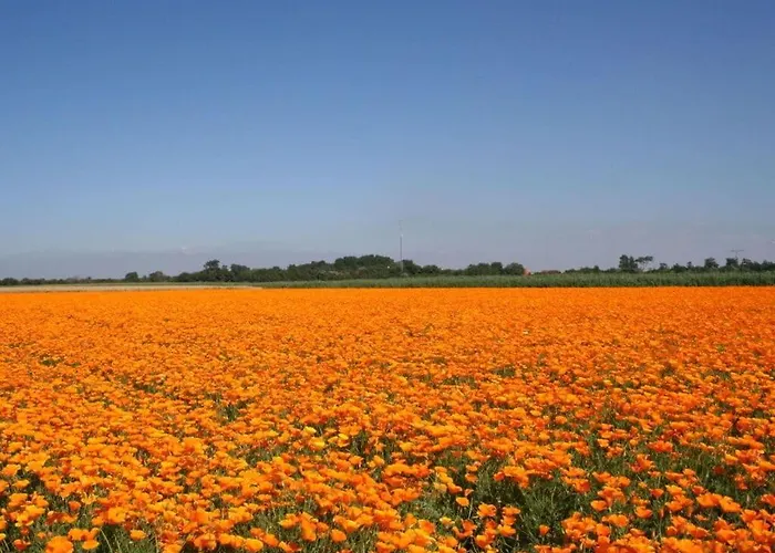 Huijsmans Verhuur Type Deluxe Zuiderdiep 11 Ouddorp