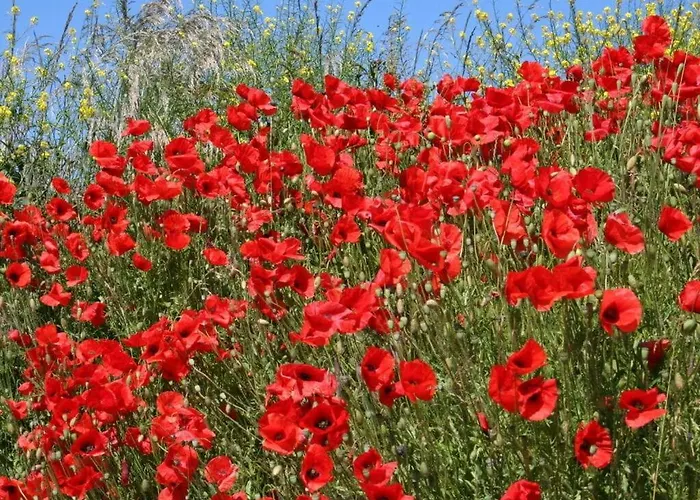 Сasa de vacaciones Huijsmans Verhuur Type Deluxe Zuiderdiep 11 *